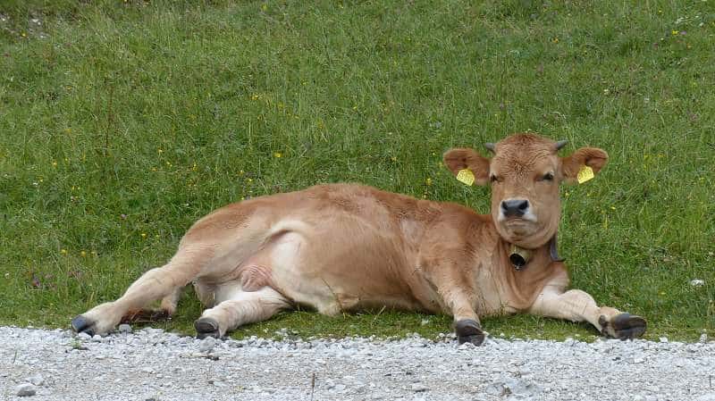 Liegende Kuh, Almwiese, Krün, Alpenwelt Karwendel
