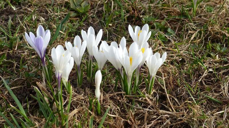 Krokusse im Frühjahr, Krün, Alpenwelt Karwendel