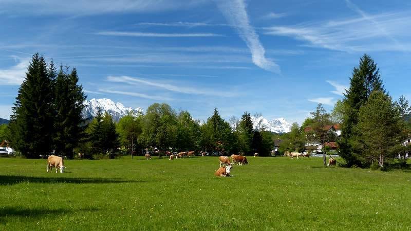 Grüne Wiese mit Kühen mit Bergpanorama, Krün